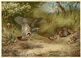 Archibald Thorburn Canvas Paintings - Partridges and Young